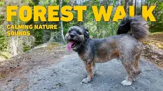 [NO ADS] Dog TV for Dogs 🐾🇫🇮 Dog Walking in Finnish Forest 🇫🇮🌲 Relaxing Nature Sounds