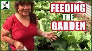 Feeding The Garden ~ How To Fertilize Your Vegetables