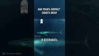 Самый НЕОБЫЧНЫЙ Способ Узнать Возраст Морских Млекопитающих 