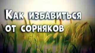 Как избавиться от сорняков | Уничтожаю осот на даче.