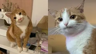 Try Not To Laugh 🤣 New Funny Cats Video 😹 - Just Cats Part 20