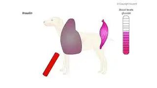 041endocrine pancreas insulin2