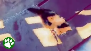 Blind kitten waits on porch in search of a home