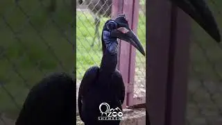 Сегодня отмечается Международный день птиц