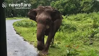 Dramatic Elephant Charges Toward Tourists || Newsflare