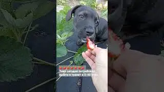 Тико любит ягоды🍓🍓🍓