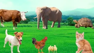 Cute Little Animals - Dog, Cat, Chicken, Elephant, Cow, Turtle - Animal Sounds