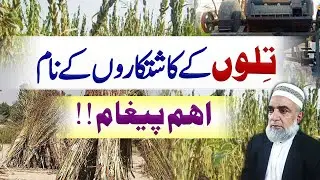 Important Message for Sesame growers regarding Harvesting || Crop Reformer