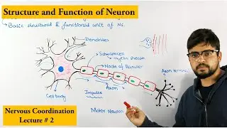 Neuron |How nervous system works|