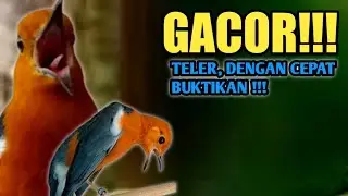 anis merah gacor teler, PUTARKAN INI !!! PASTI LANGSUNG TELER