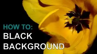 Flower Photography with Black Background using On Camera Flash ep.152