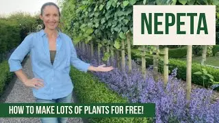 How to take Nepeta Cuttings