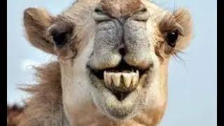 Camel it's 4u agin 5 rounds