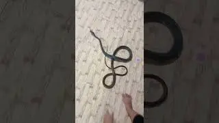 DISTA NANGKAP ULAR 