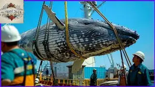 Shocking Truth Why Japanese People Hunting and Eating Whale Meat | Explore Japanese Food