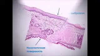 Мягкое небо. Soft palate. Гистологическое строение.