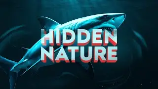 Unraveling the Mystery of Sharks Nature’s Predators