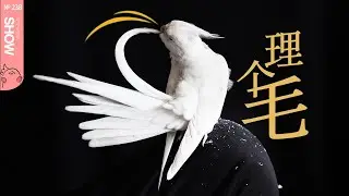 ‘潦草小鸟’秒变‘靓仔小鸟’的秘诀！「马可波罗show」