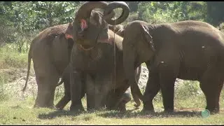 Elephant making a sound while they playing a tire - ElephantNews