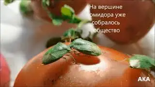 Nezara viridula исполняет тарантеллу
