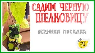 Как посадить шелковицу? Растет ли тутовик в Беларуси? Осенняя посадка шелковицы 