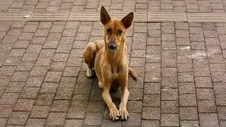 Воспитывая двоих детей, она каждое утро тащит свое тощее тело в ресторан, чтобы попросить еды