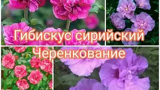 ГИБИСКУС СИРИЙСКИЙ ЧЕРЕНКОВАНИЕ.