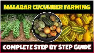 Malabar Cucumber Farming | How to grow Malabar Cucumber at Home | Malabar Cucumber Cultivation