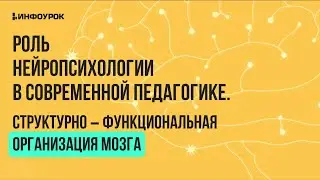 Роль нейропсихологии в современной педагогике. Структурно-функциональная организация мозга