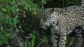 A big male jaguar. A video shot by my friend Robert Keyghobad on a recent tour !