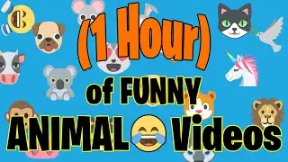 (60 Min) The Best Funny Animal Reactions, Fails and Surprises. Adorable Dogs and Cats videos.