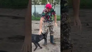 Волки спустя время не забыли человека, который заменил им родителей🥹♥️