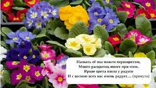 Загадки о цветах