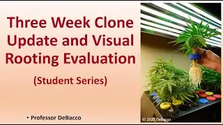 Three Week Clone Update and Visual Rooting Evaluation (Student Series)