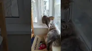 КОТЫ ОХОТЯТСЯ НА ГОЛУБЕЙ