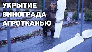 Укрытие кустов винограда на зиму агротканью ❄️