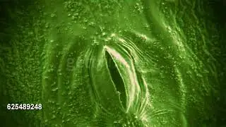 Microscopic footage of the stomata of a plant leaf opening and closing speed up 140