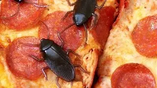 COCKROACHES ON PIZZA!