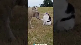 Смотри, но не трогай, не трогай! Недотрога! 