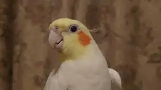 【オカメインコ】リリィちゃんのダンスと歌♪とっとと音頭