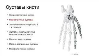 Общий обзор суставов кисти