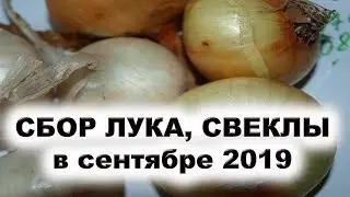 Лучшие дни для уборки лука, свеклы, моркови и других корнеплодных овощей в сентябре 2019 года.