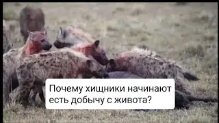 ПОЧЕМУ ХИЩНИКИ НАЧИНАЮТ ЕСТЬ СВОЮ ДОБЫЧУ С ЖИВОТА?