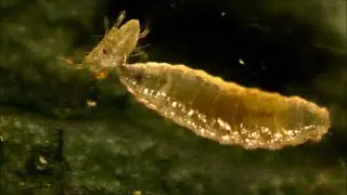 Aphanogmus sp. - паразитирует в личинках хищных галлиц