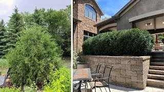 Techny Arborvitae | Great As A Small Evergreen Hedge