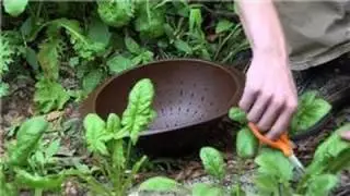 Vegetable Gardening : How to Pick Vegetables From the Garden