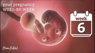 6 Weeks Pregnant - Natural Pregnancy Week-By-Week