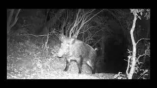 video fauna selvatica sardegna