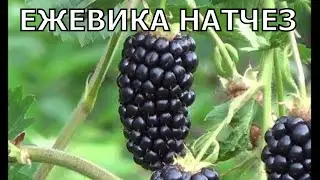 Ежевика Натчез (Natchez).