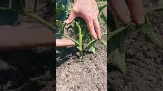 Trimming Tomato Plants! Is It Necessary?? #growhoss #growyourownfood